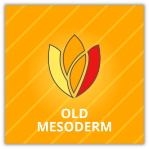 Old Mesoderm