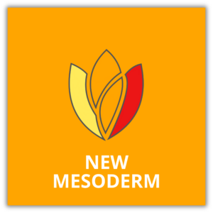 New Mesoderm