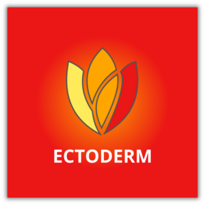 Ectoderm