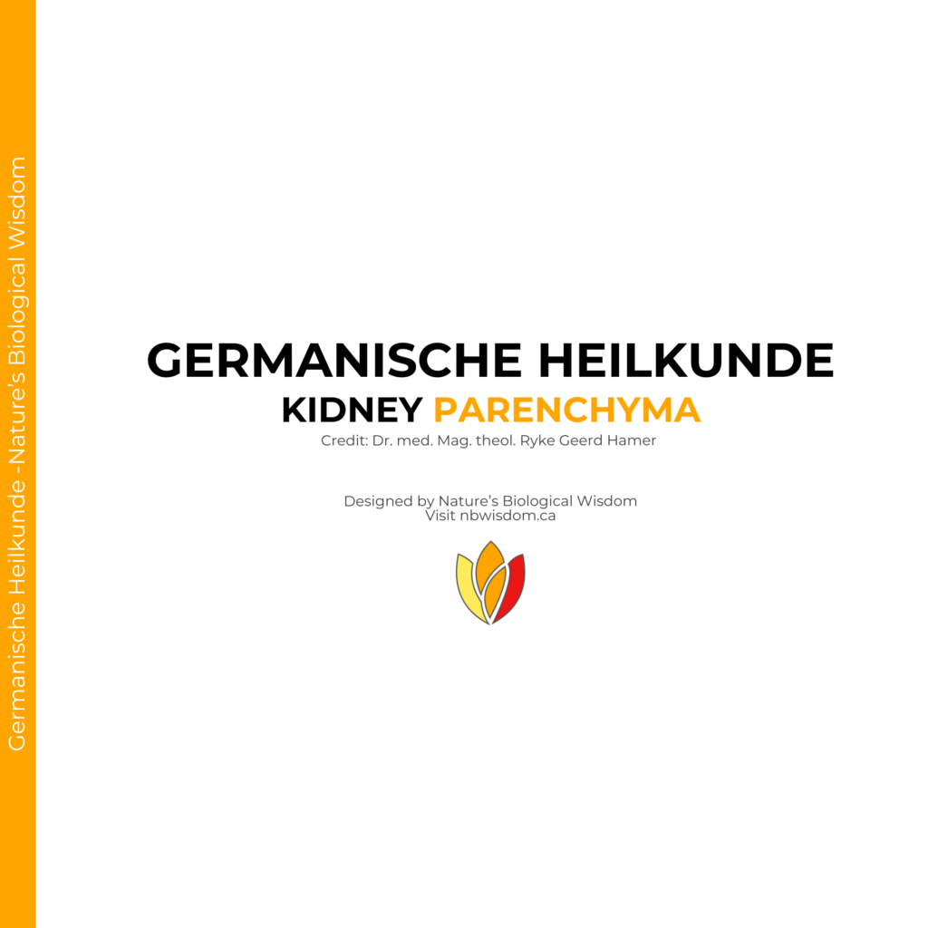 Kidney Parenchyma