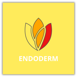 Endoderm