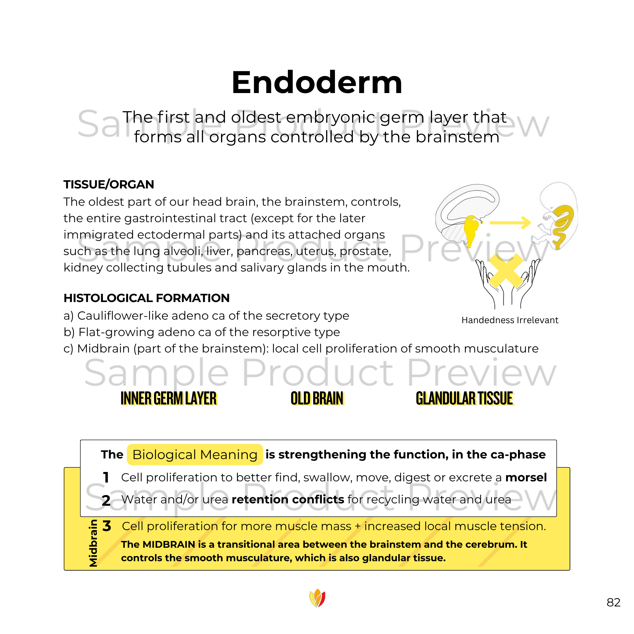 Endoderm Collection - Image 2