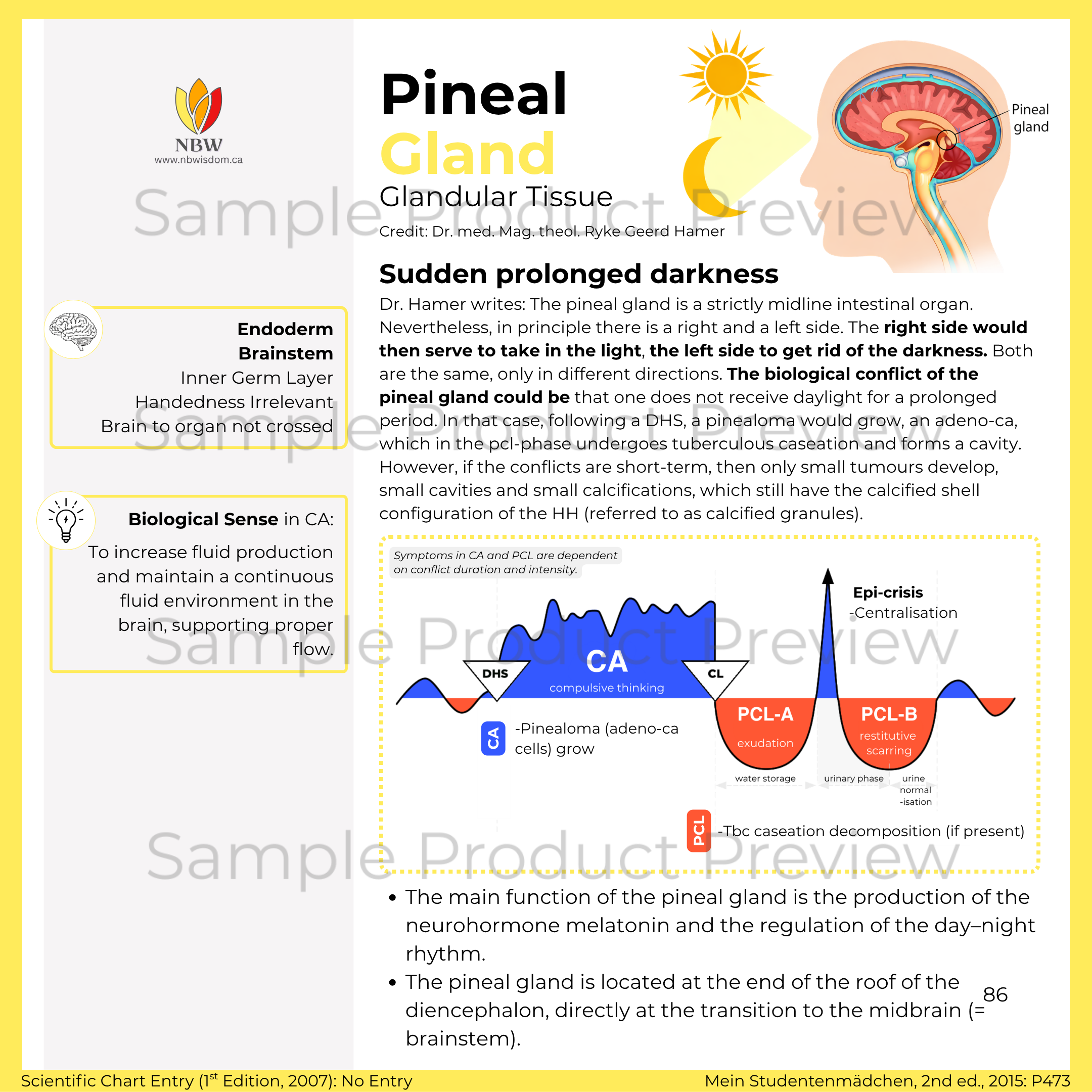 Endoderm Collection - Image 5